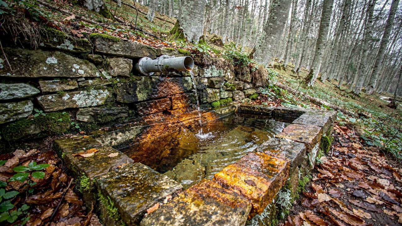 Spring outlet feeding a stone catchment basin in a Carpathian beech forest